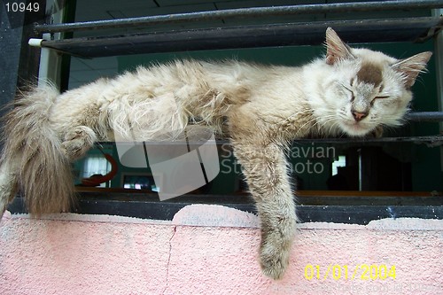 Image of A Cat On A Window