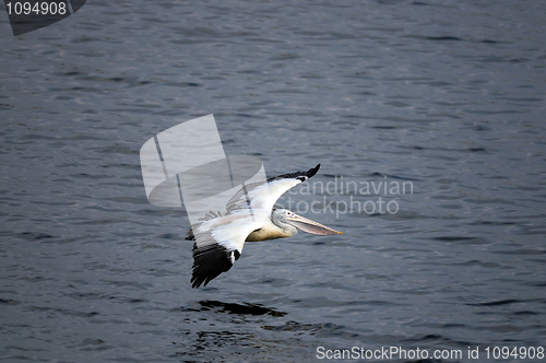 Image of Spot Billed Pelican