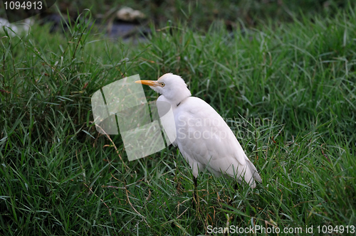 Image of Egret