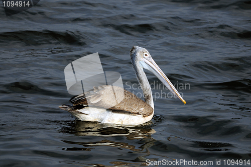 Image of Spot Billed Pelican