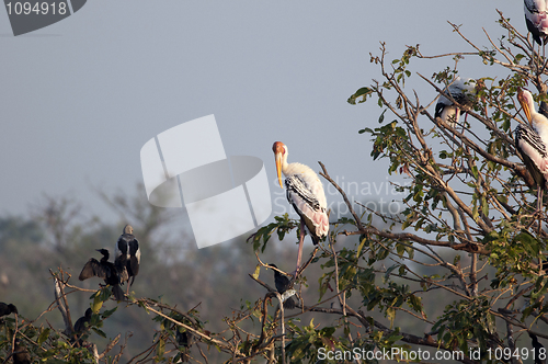 Image of Painted Stork