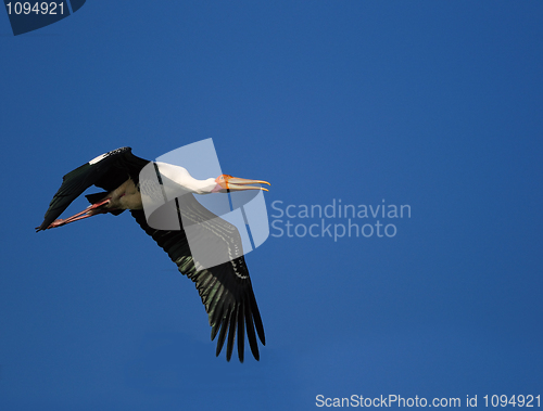 Image of Painted Stork