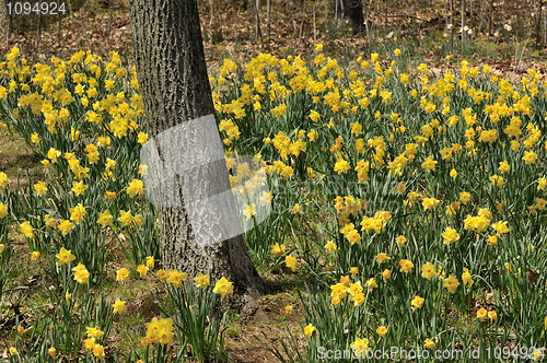 Image of Daffodils