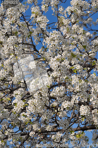 Image of Cherry Blossoms