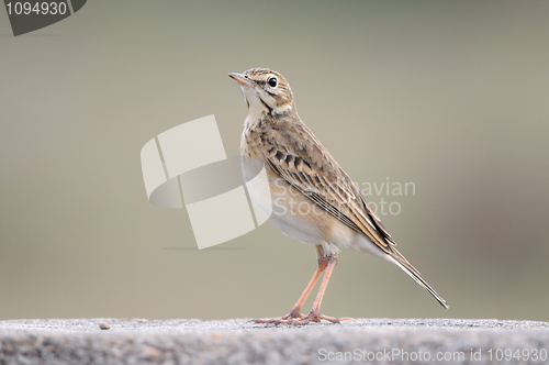 Image of Paddy field pipit