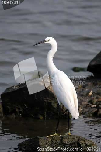 Image of Egret