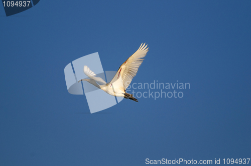 Image of Black Headed Ibis