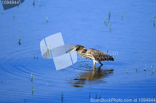 Image of Indian Pond Heron