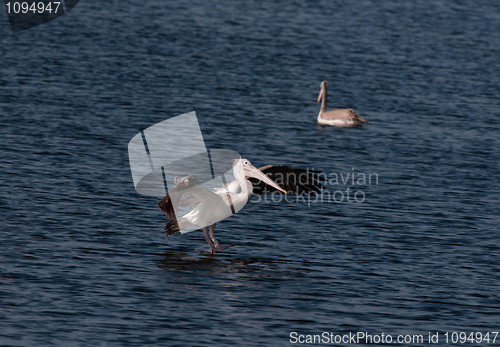 Image of Spot Billed Pelican