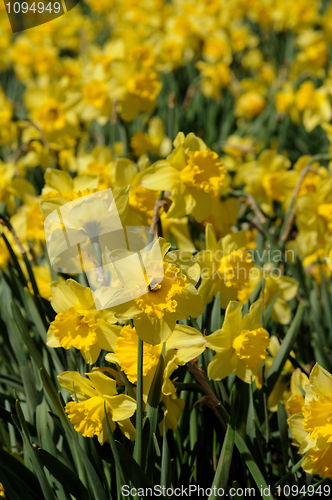 Image of Daffodil