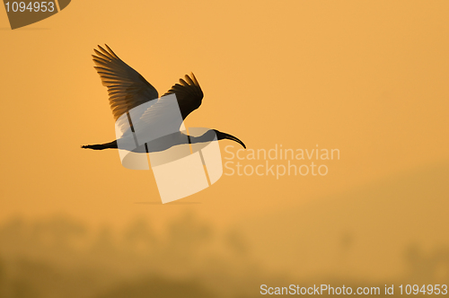 Image of Spot Billed Pelican