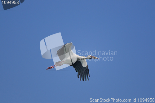 Image of Asian Openbill stork