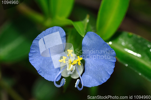 Image of Swamp Dayflower