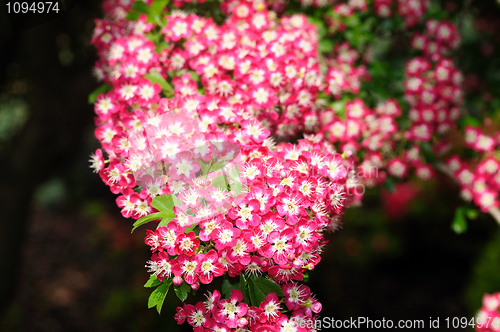 Image of Cherry Blossoms