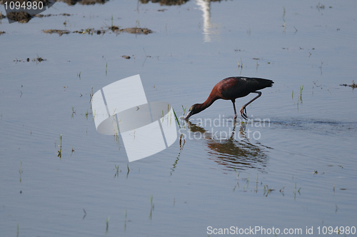 Image of Glossy Ibis