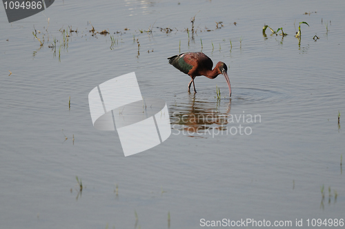 Image of Glossy Ibis