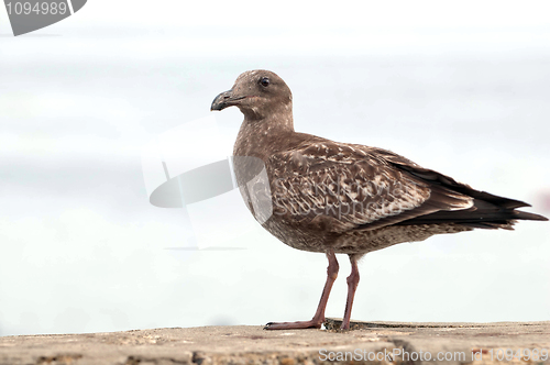 Image of Sea Gull