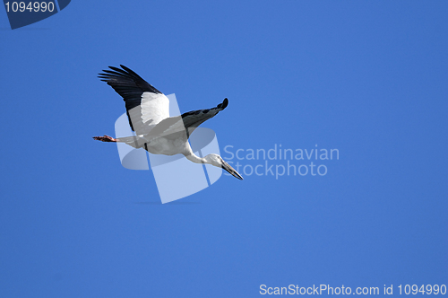 Image of Asian Openbill stork