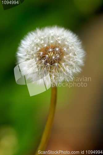 Image of dandelion