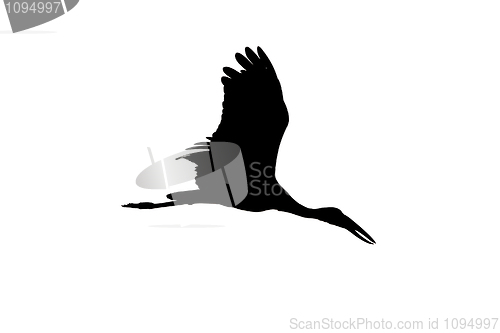 Image of Asian Open Bill Stork