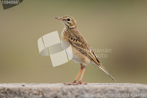 Image of Paddy field pipit