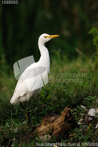 Image of Pallikaranai