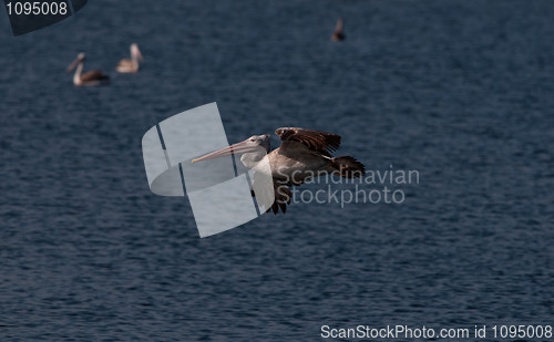 Image of Spot Billed Pelican