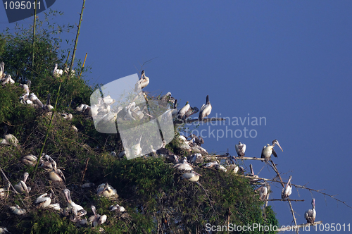 Image of Spot Billed Pelican