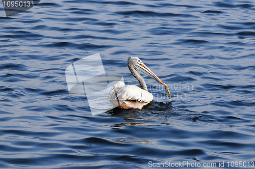 Image of Spot Billed Pelican