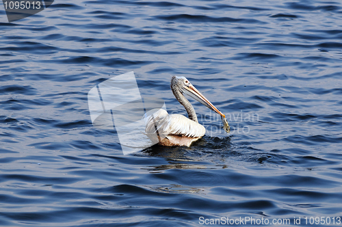 Image of Spot Billed Pelican