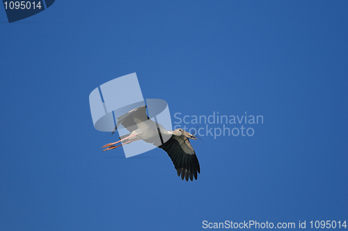 Image of Asian Openbill stork