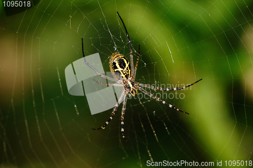 Image of Jumping Spider