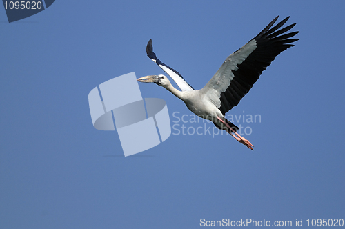 Image of Asian Openbill stork