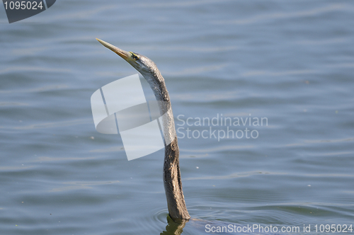 Image of Black Headed Ibis