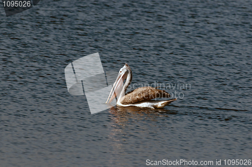 Image of Spot Billed Pelican