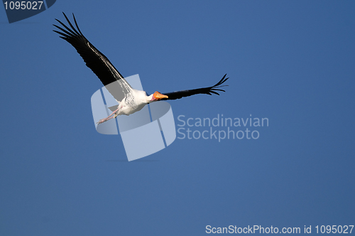 Image of Painted Stork