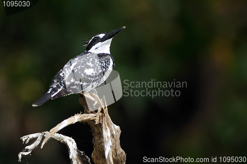 Image of Pied Kingfisher