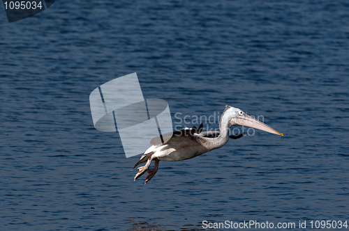 Image of Spot Billed Pelican