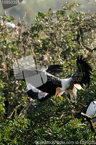 Image of Painted Stork