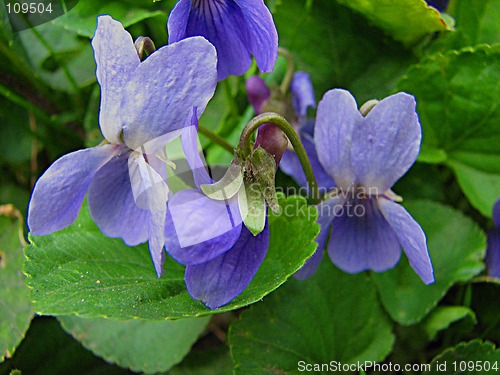 Image of a few violet