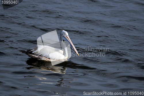 Image of Spot Billed Pelican