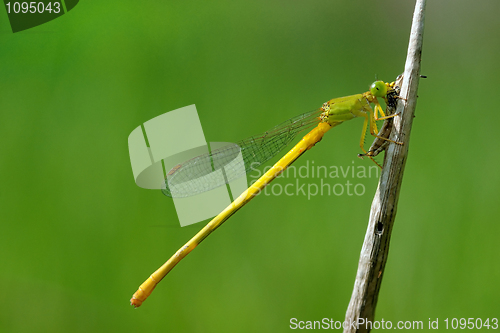 Image of damselfly