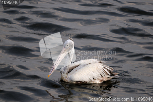 Image of Spot Billed Pelican