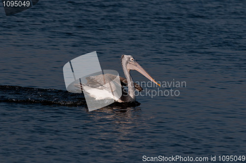 Image of Spot Billed Pelican