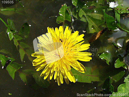 Image of ant and dandelion