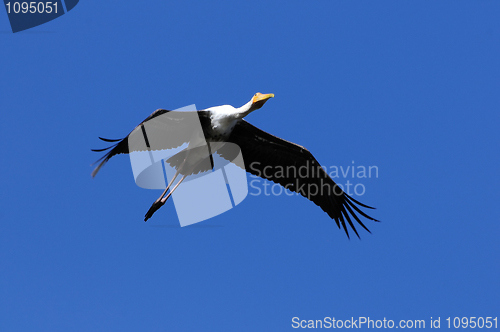 Image of Painted Stork