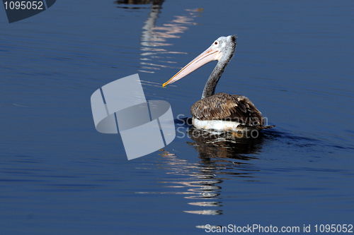 Image of Spot Billed Pelican