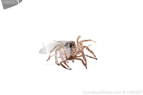 Image of Jumping Spider