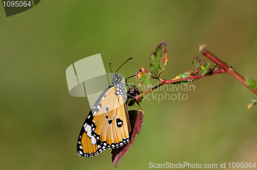 Image of Plain Tiger