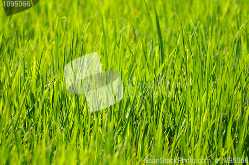 Image of Green Grass